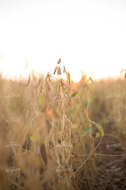 Dried Soybean Field 93118