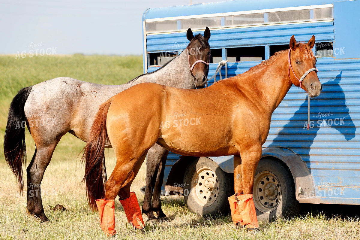 Horses and Trailer 141689