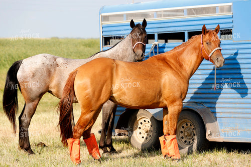 Horses and Trailer 141689