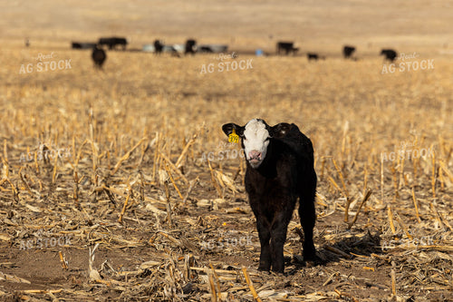 Black Baldy Cattle on Corn Stalks 303030