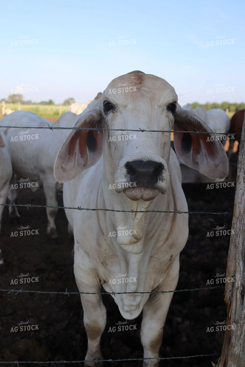 Brahman Cattle 102172