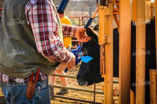 Tagging Cattle 214011
