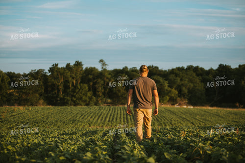 Farmer in Soybean Field 6013