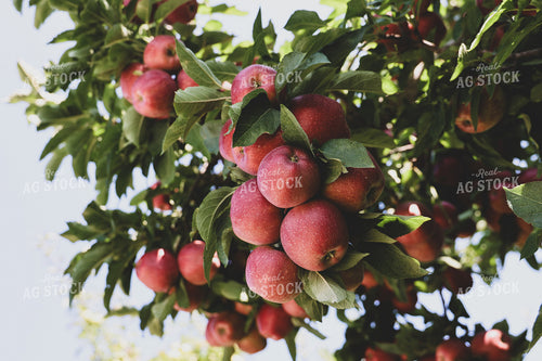 Apples in Tree 252001