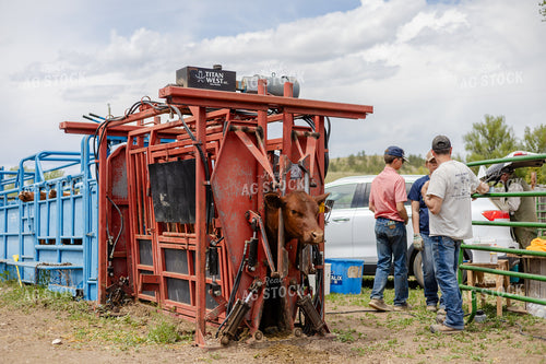 Cattle in Squeeze Chute 97200