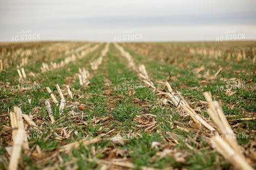 Early Growth Wheat 93018