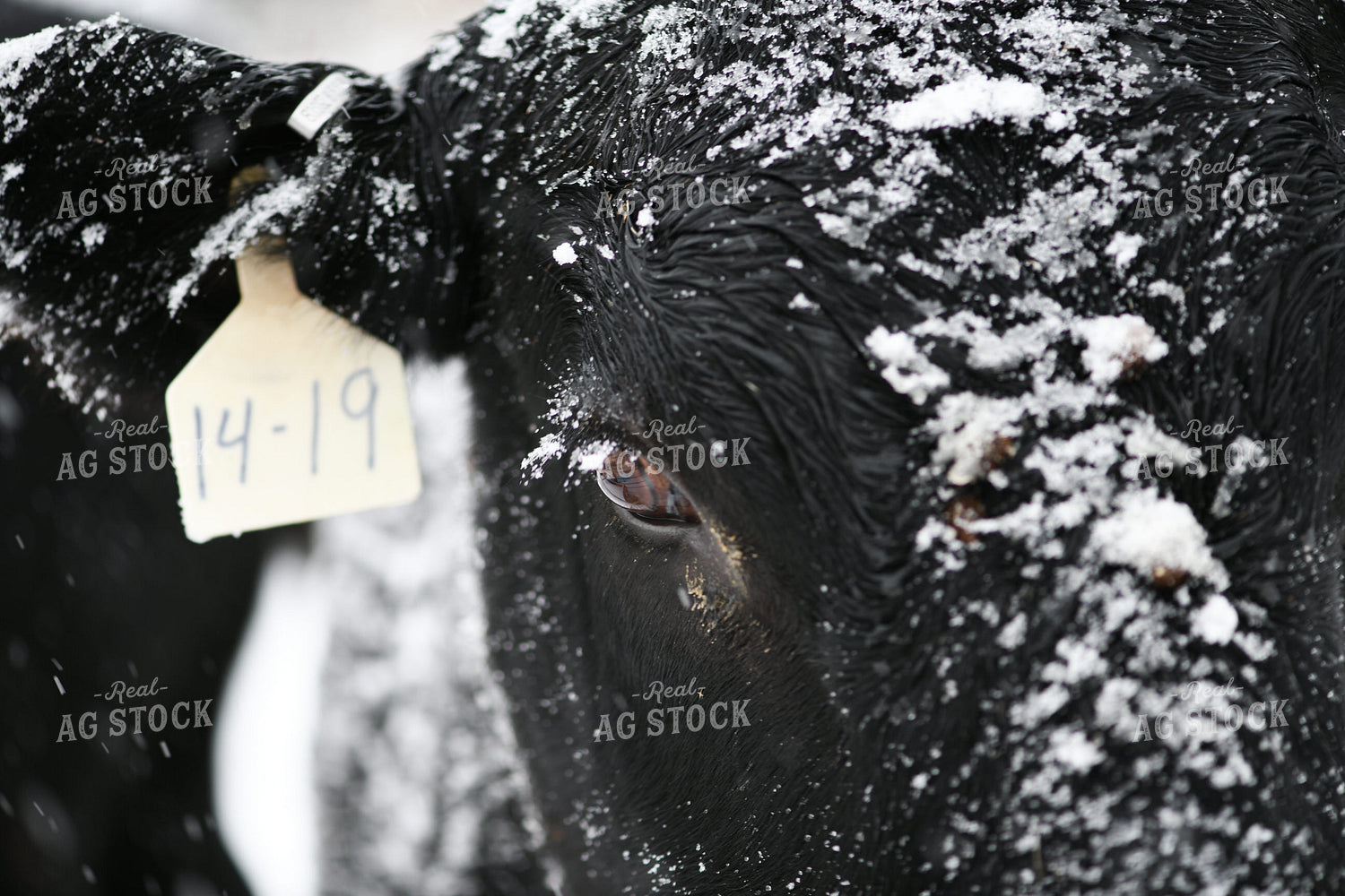 Angus Cattle on Snowy Pasture 191309