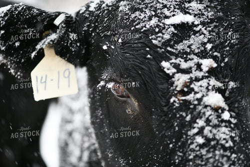 Angus Cattle on Snowy Pasture 191309
