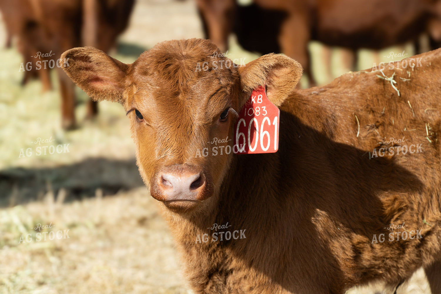 Red Angus Calf 65593