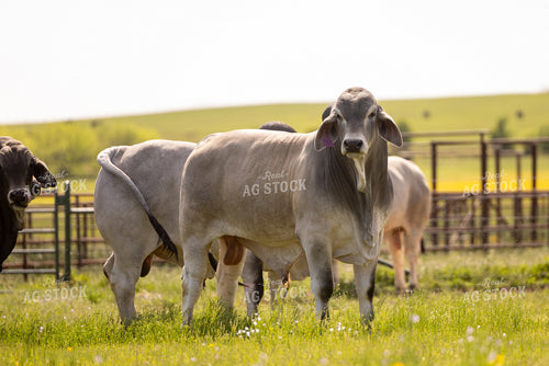 Brahman Cattle 99041