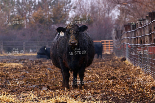 Black Angus Cow 299204