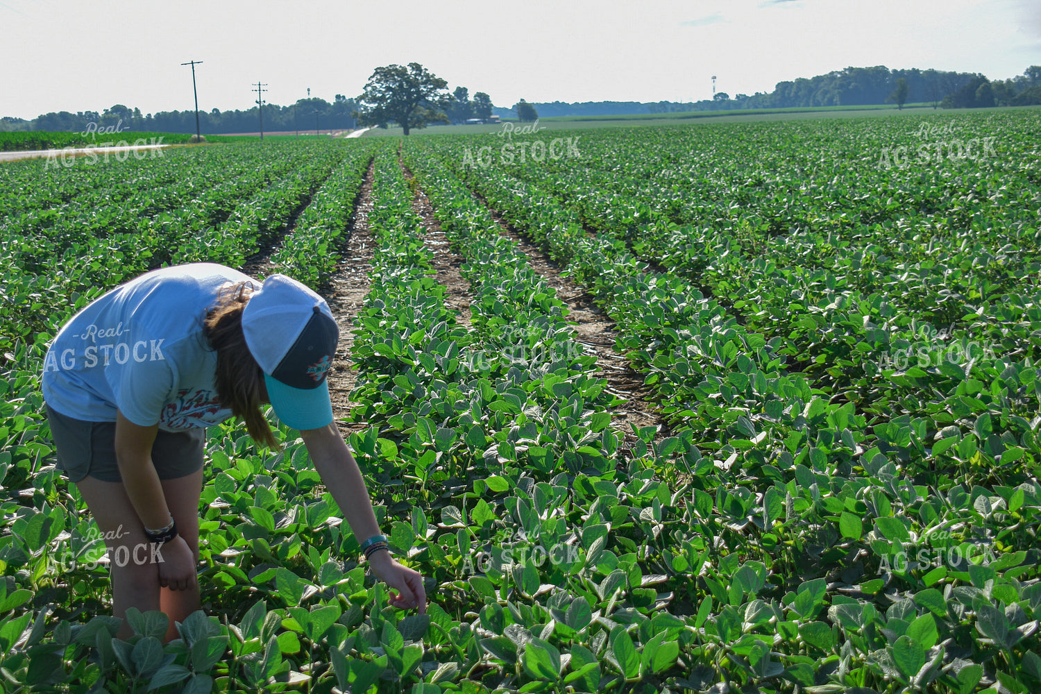 Farm Kid in Soybean Field 84031