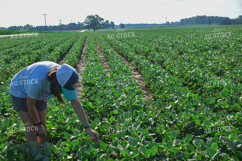 Farm Kid in Soybean Field 84031