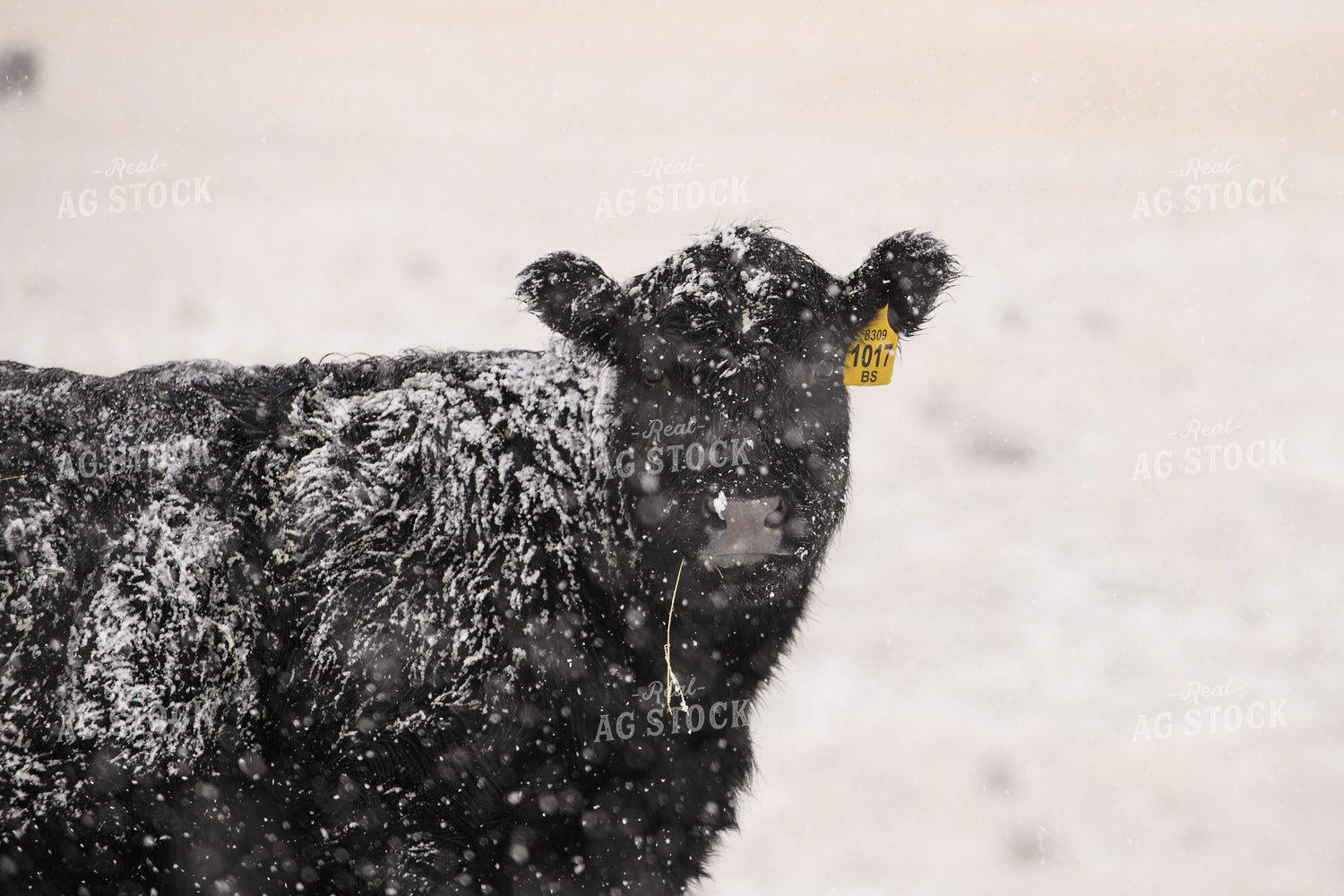 Angus Cow in Snow 51061