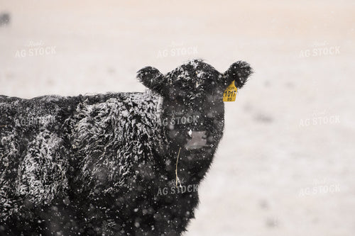 Angus Cow in Snow 51061