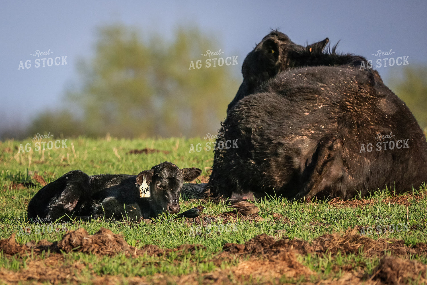 Cow Calf Pair 138112