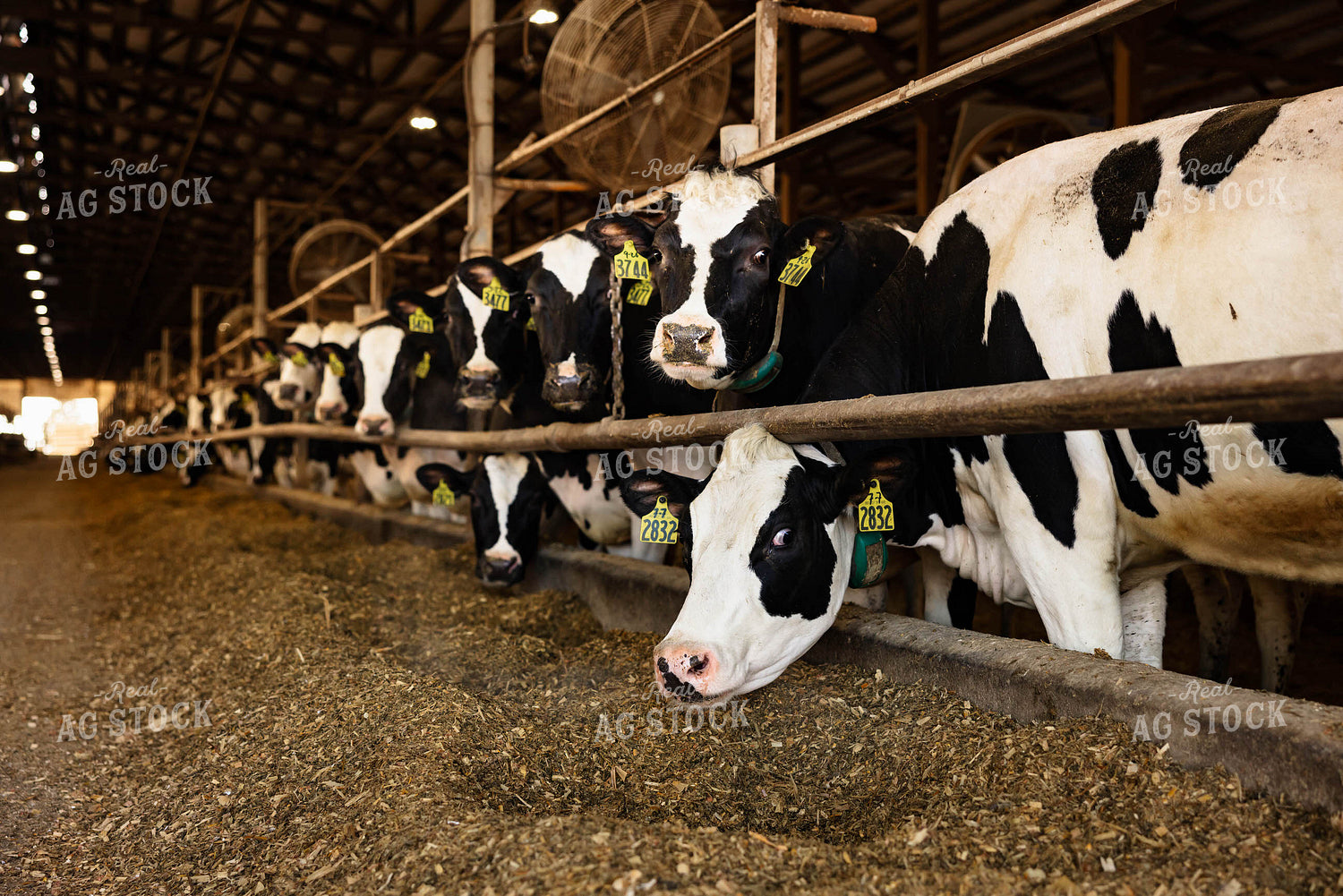 Holstein Cattle Eating in Barn 152406