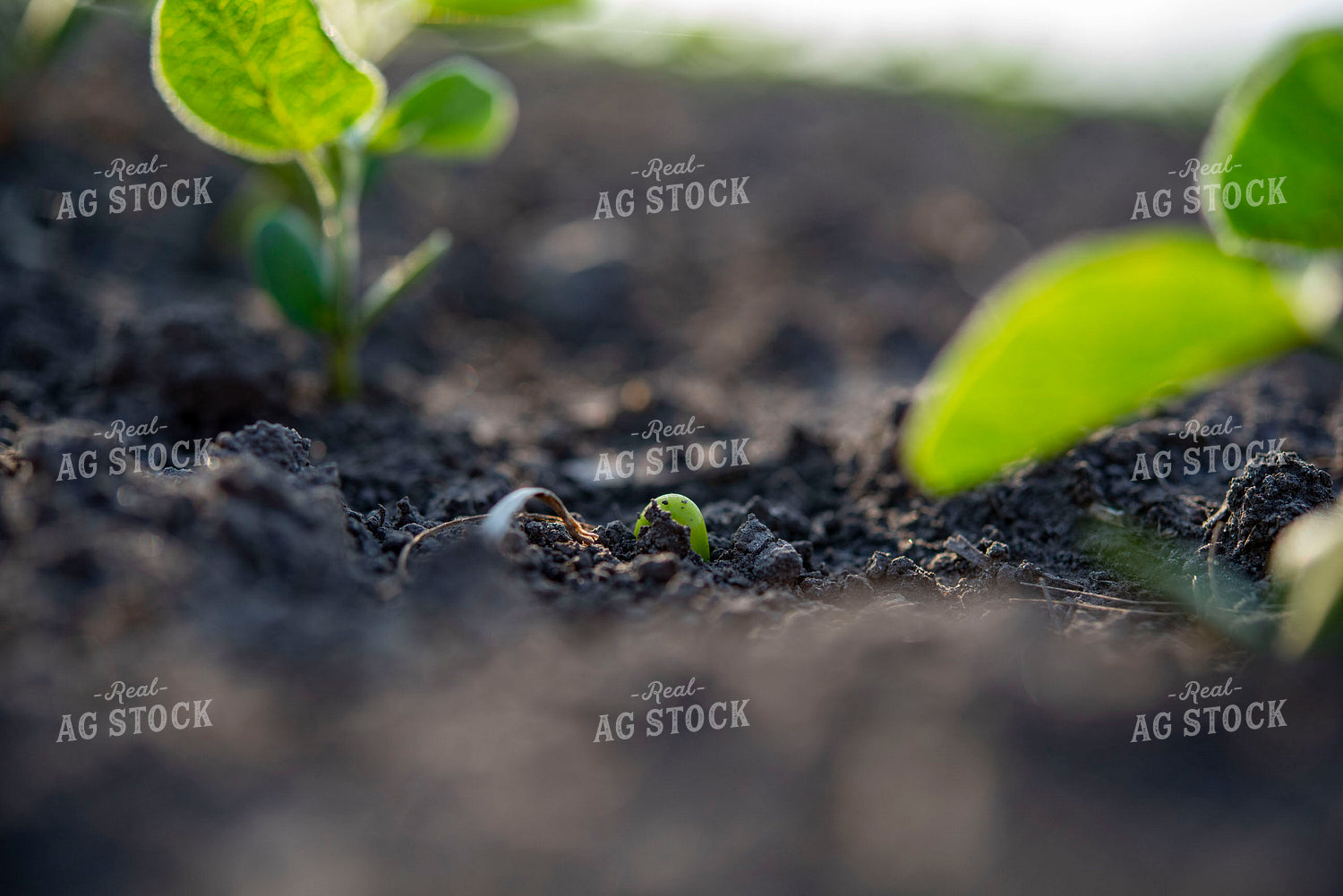 Early Growth Soybean Plant 136096