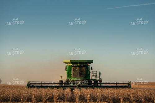 Soybean Harvest 274034