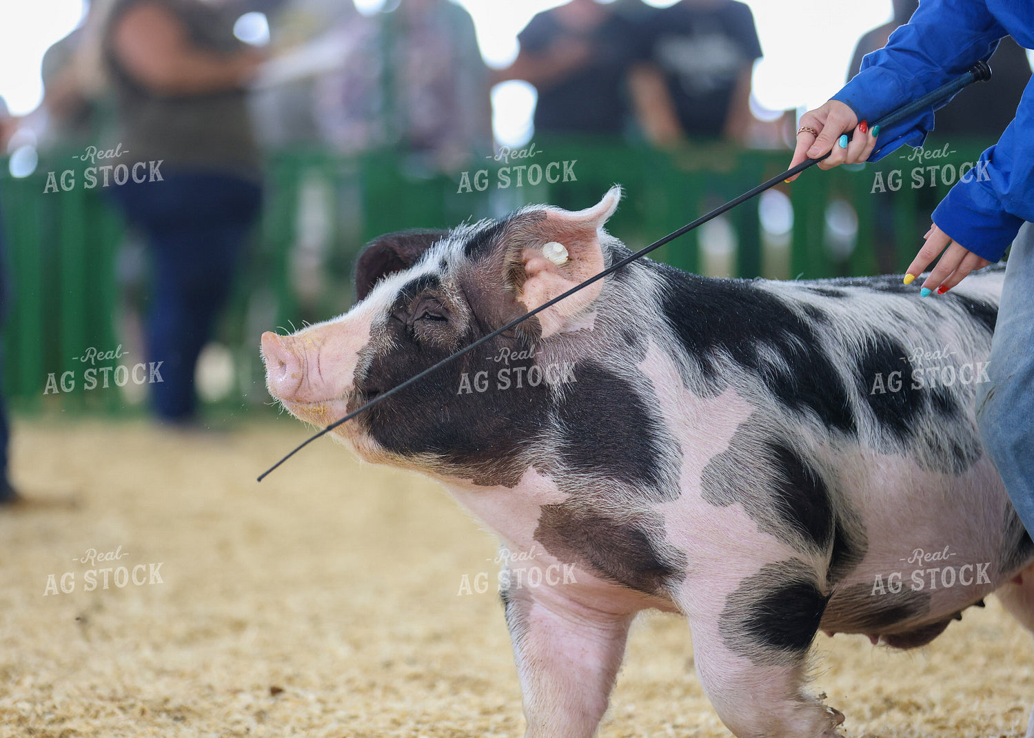 Showing Pigs 160283