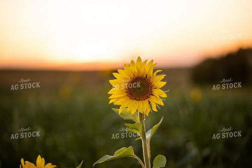 Sunflower Plant 76293