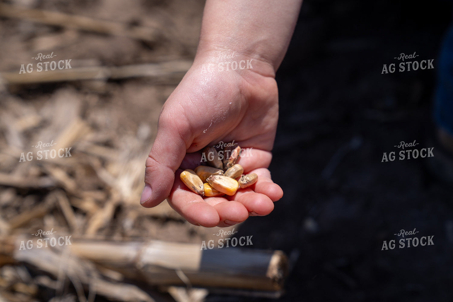 Hand Holding Corn Kernels in an Outdoor Agricultural Setting 65314