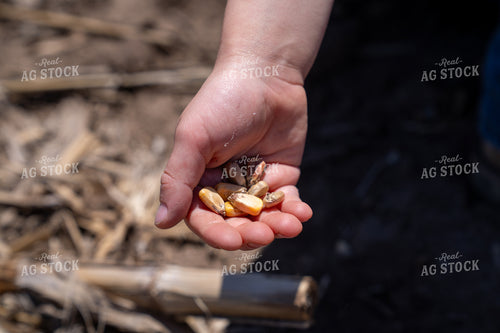 Hand Holding Corn Kernels in an Outdoor Agricultural Setting 65314