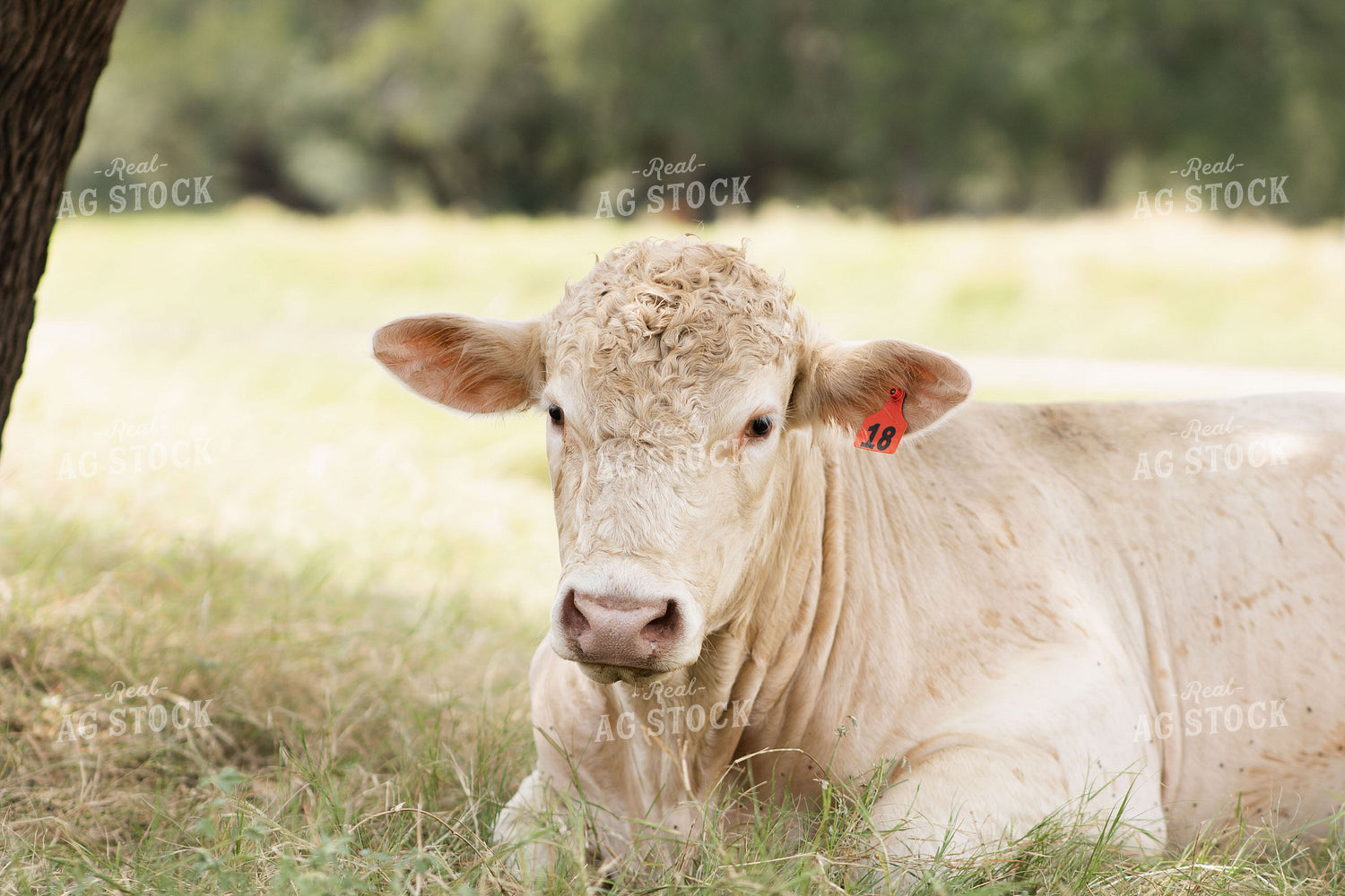 Charolais Cattle on Pasture 288012