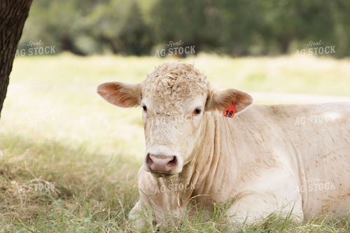 Charolais Cattle on Pasture 288012