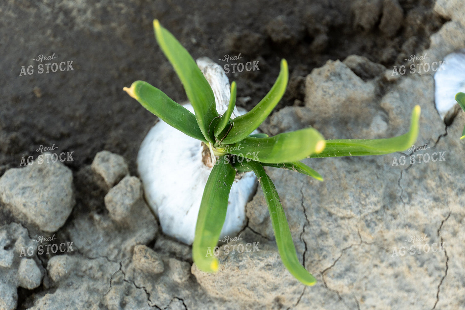 Onion Field 65668
