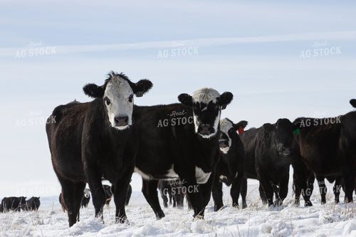 Cattle in Pasture 117009