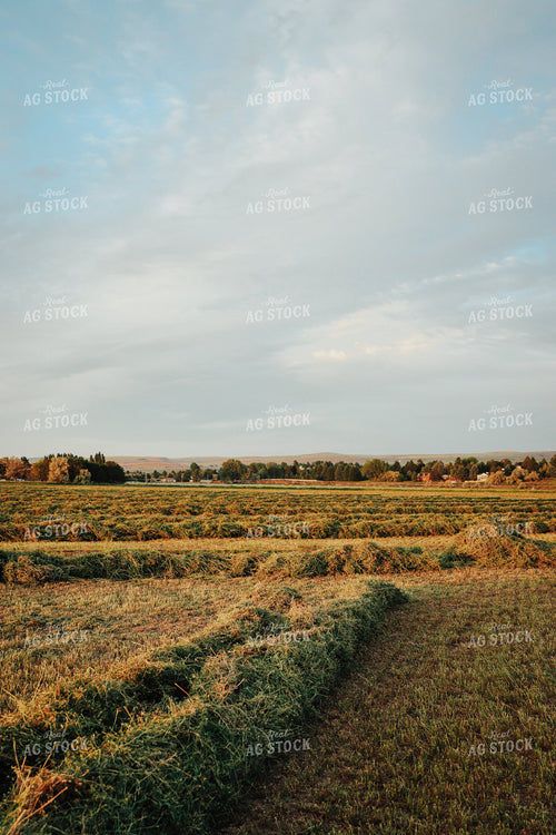 Cut Alfalfa 83147