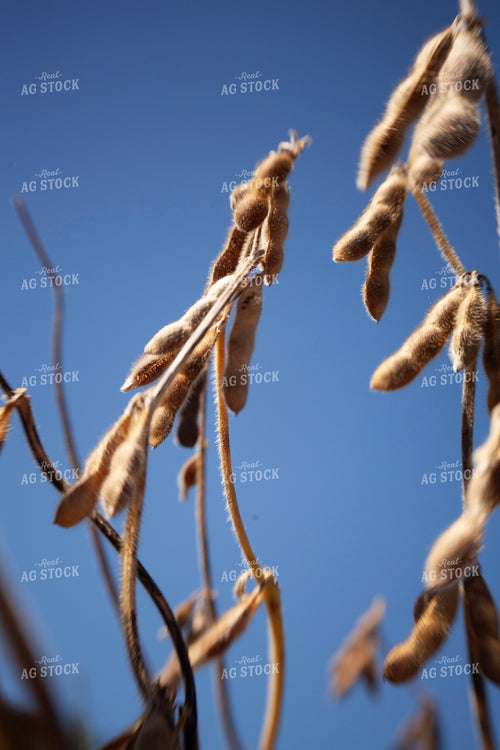 Soybeans - Dry 1572