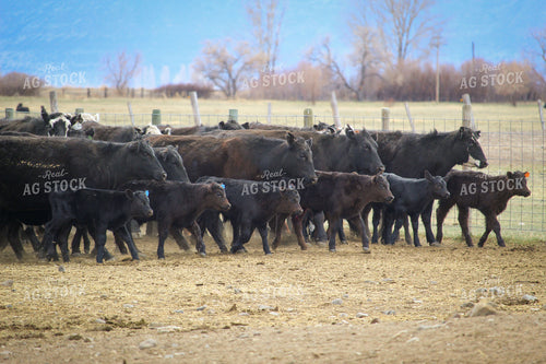 Cattle in Pasture 78066