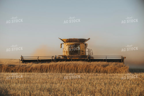 Canola Harvest 187416