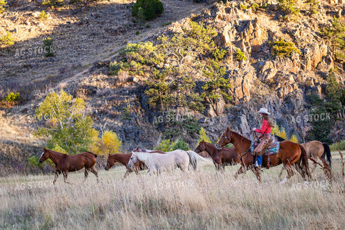 Cowgirl Herding Horses 290023