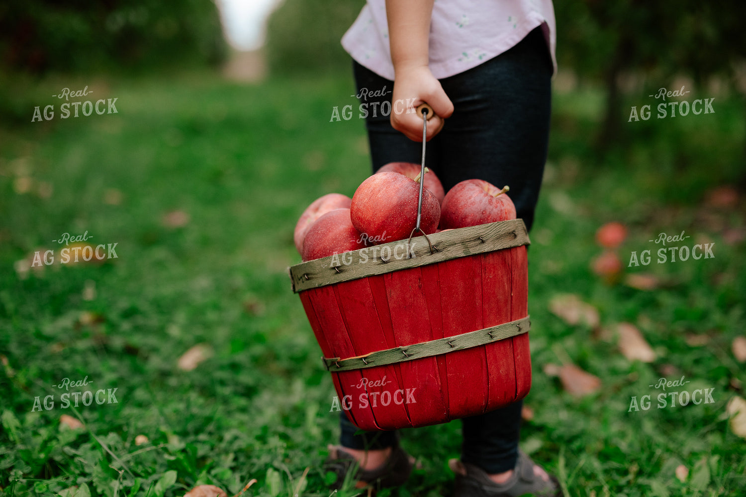 Picking Apples 137090