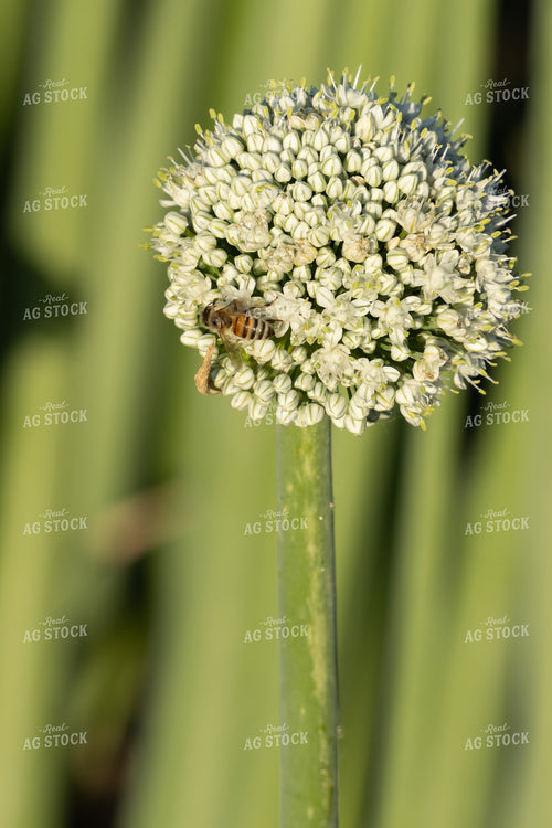 Onion Seeds with Bee 65809