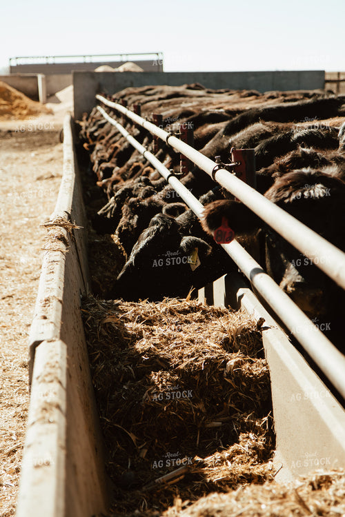 Cattle Eating in Feedbunk 67534