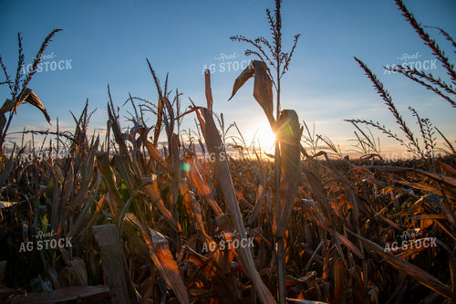 Dried Corn Tassels at Sunset 25460