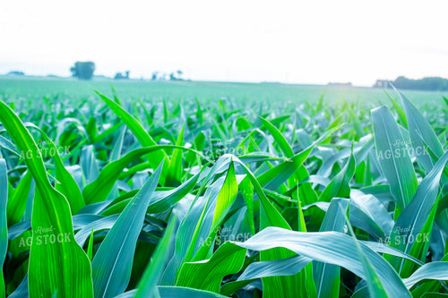 Midseason Corn Field 257032