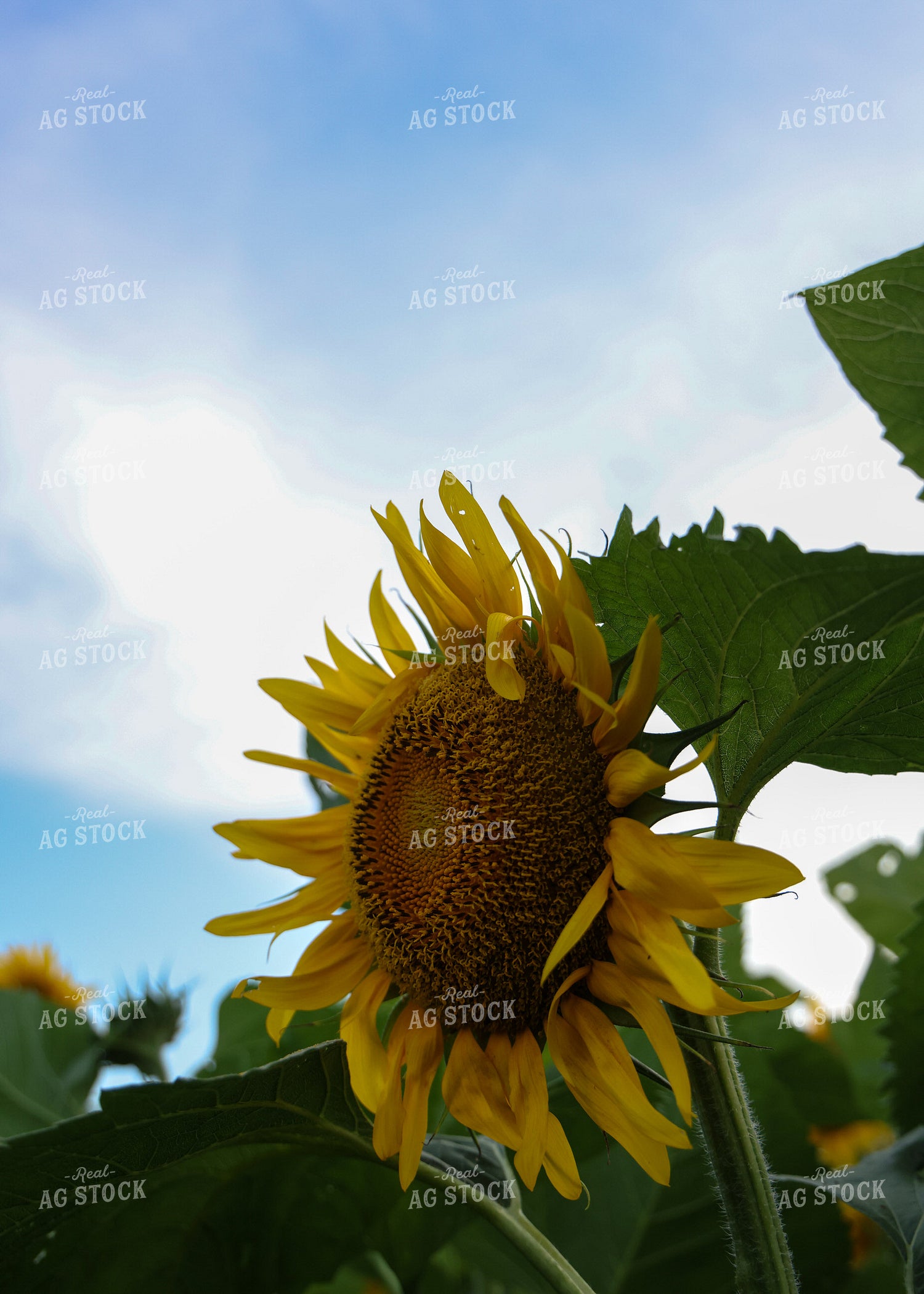 Sunflowers 160164