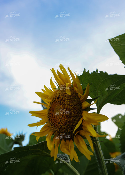 Sunflowers 160164