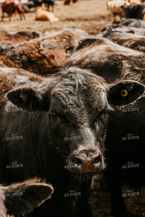 Black Angus Cow 64269