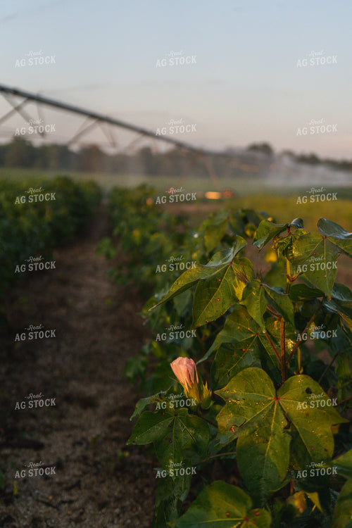 Irrigated Cotton Field 128039