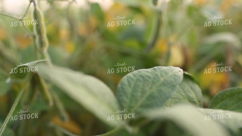 Soybean Video - Fly Up Into Green Pod I 2401
