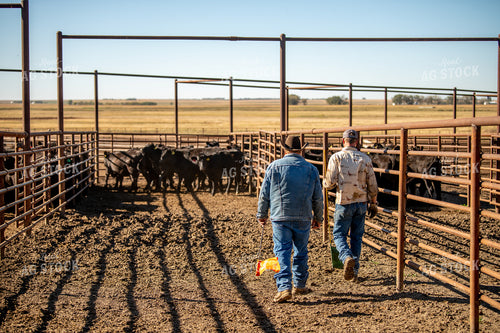 Loading Cattle 212091