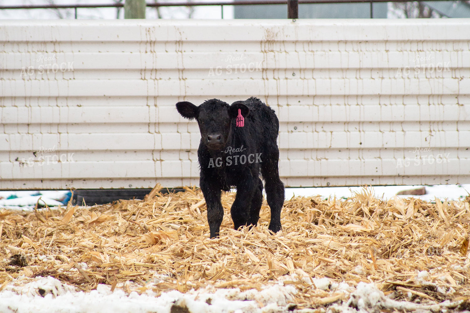 Calf 155487