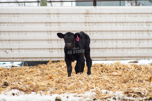 Calf 155487