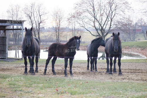 Horses in Fence 73023